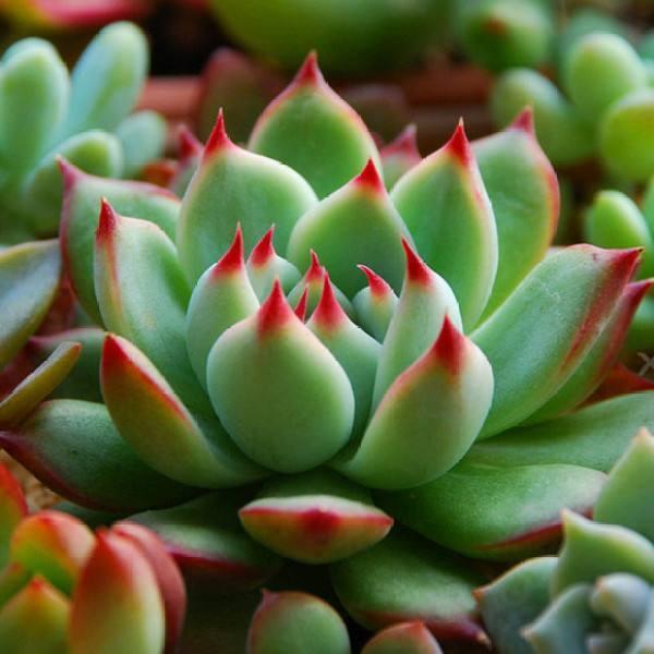 多肉养出状态很简单看看国外网友是怎么做的吧