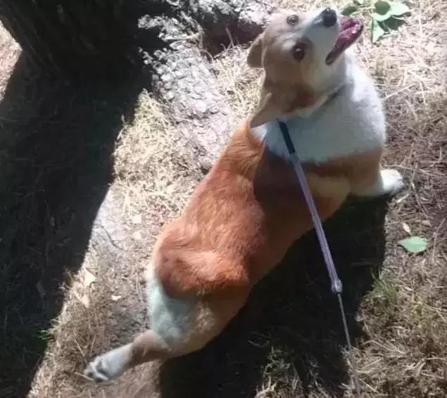 为了证明柯基腿有多短,网友把家里那位的"正步照"传到了网上