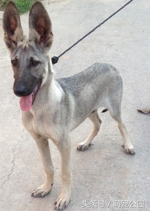 新版驴青老版狼青中国锤系德牧中国锤系德牧中国锤系