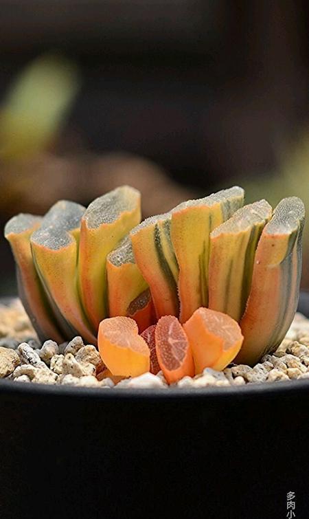 厉害了word哥,原来你是这样的"肉" 多肉基础知识—出锦篇