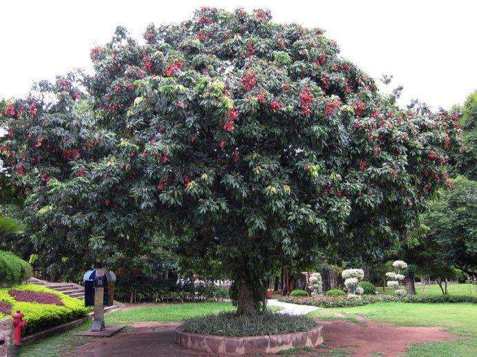 荔枝树写着"偷一罚千, 小伙连夜将树砍断, 说的话让果农无奈