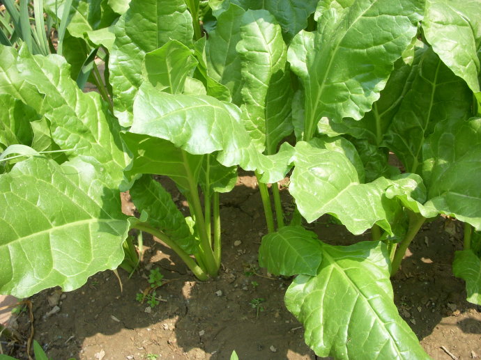 只有真正的农村人才认识的蔬菜,第二个很多人不认识,你清楚吗