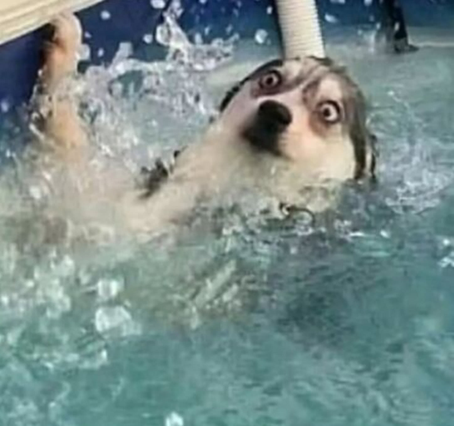 最终,"二哈"还是落水了,都说狗狗天生就会游泳,狗刨式不就是看着狗狗