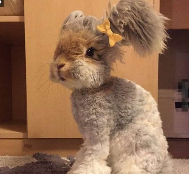 凭一对天使翅膀融化万人心的安哥拉兔,真正的天使会自卑的