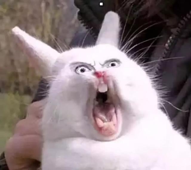 这届沙雕网友真的太可爱比王思聪吃热狗表情包还厉害的是