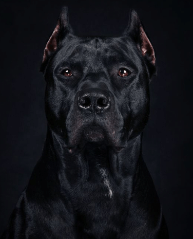 黑色卡斯罗, 幽灵一般的存在