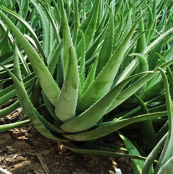 薄雪|芦荟|万年草_新浪新闻