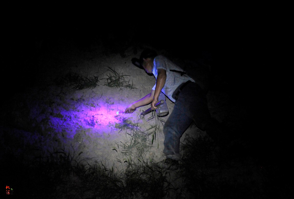 男子黑夜深沟冒险抓蝎子3小时200只曾一天被蛰四五次