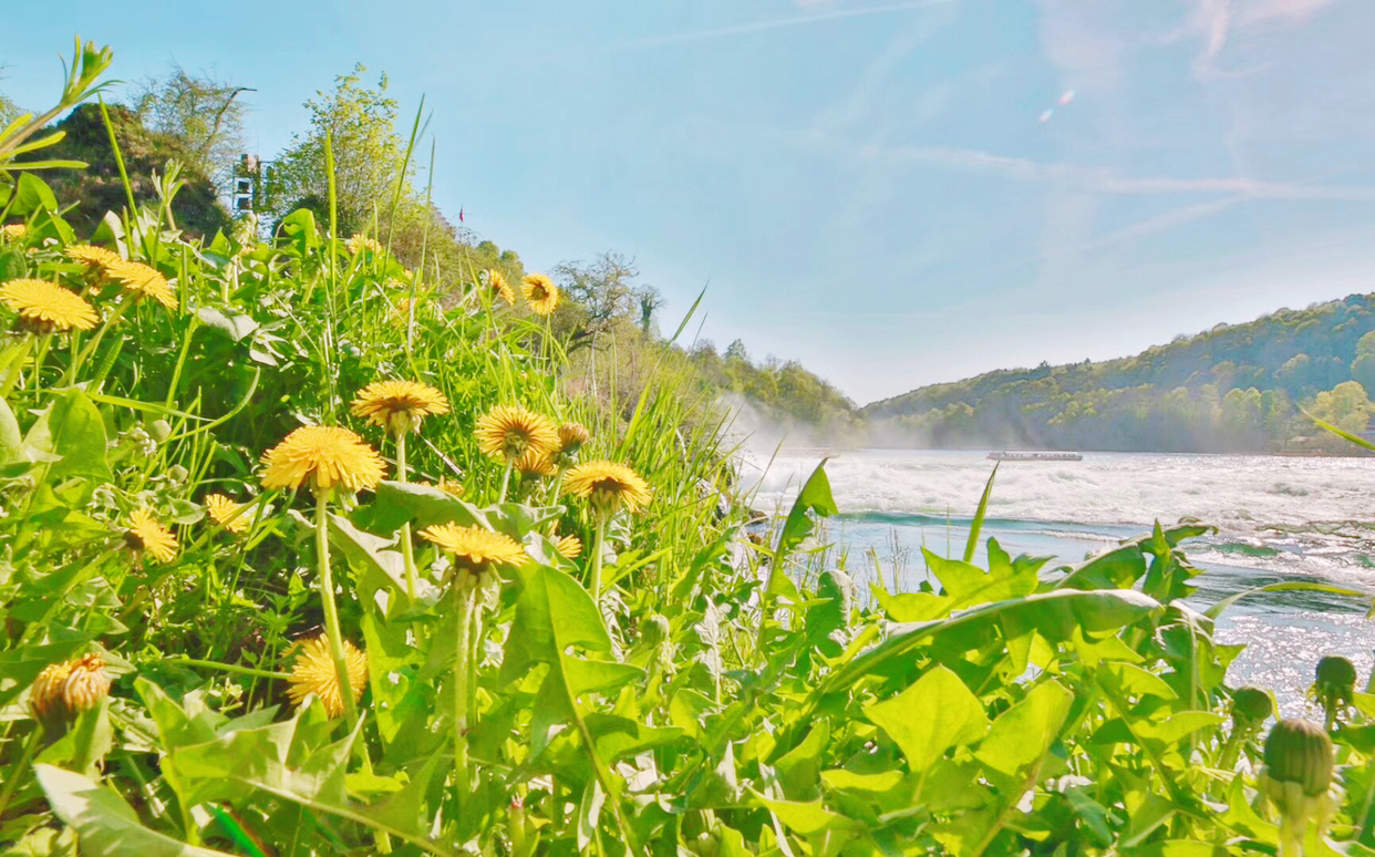 瑞士莱茵河美景夏天虽炎热也不能阻挡旅行的脚步