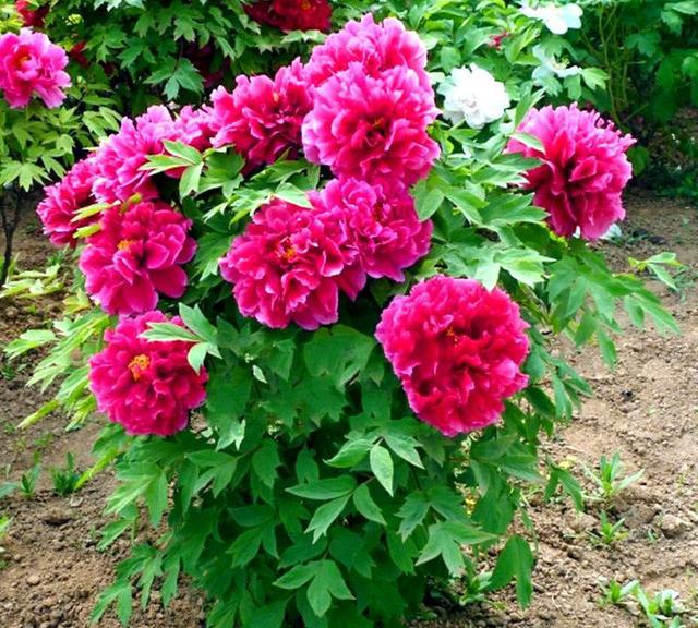 花中之王—牡丹花栽培技术要怎么养护才好?不处理好会衍生问题