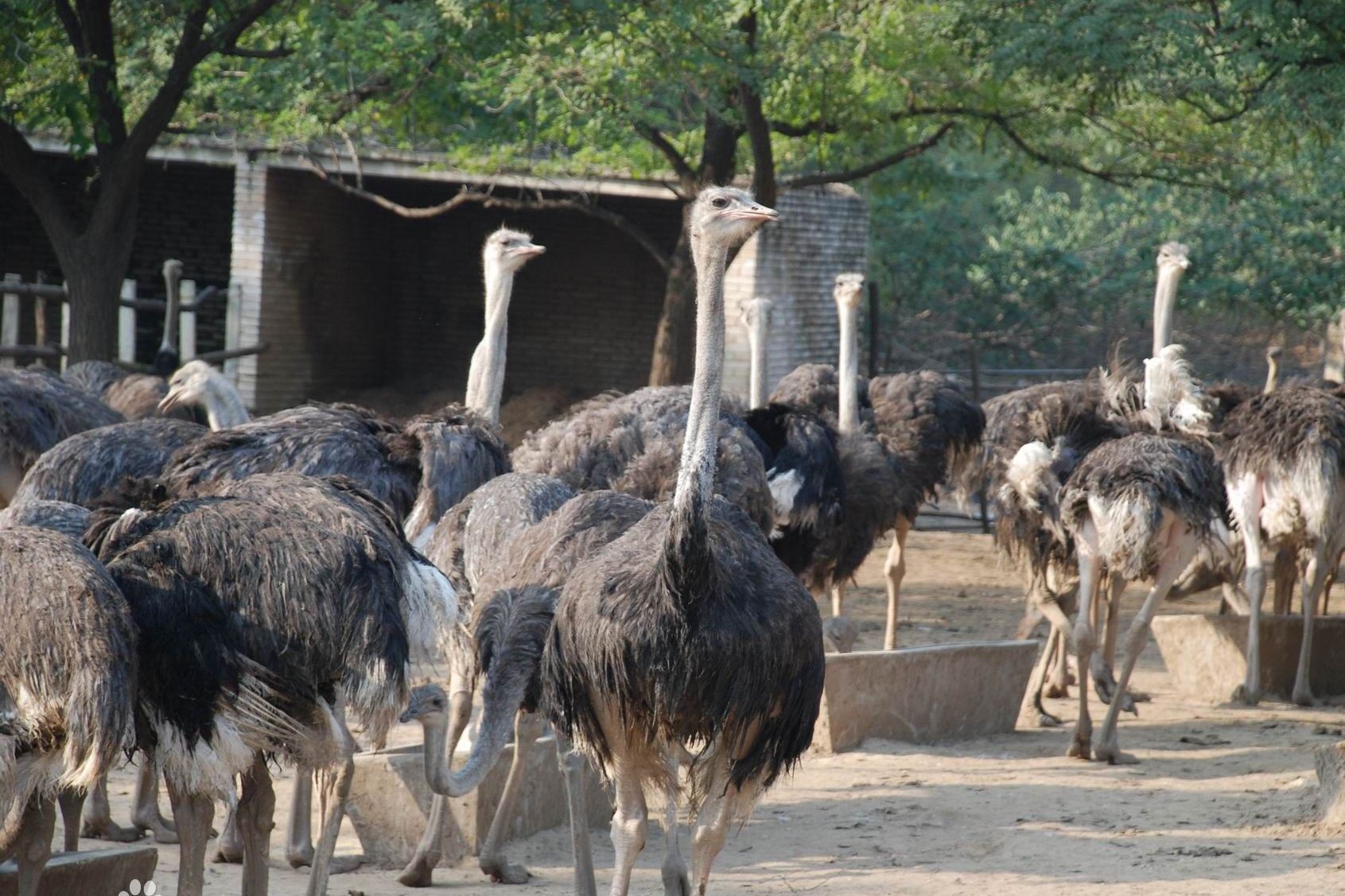 鸵鸟是世界上最大的鸟类?在这种史前巨鸟面前,其就是一个小学生