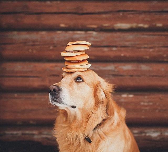 这只来自俄罗斯的网红金毛犬,应该是狗里最文艺的吧!