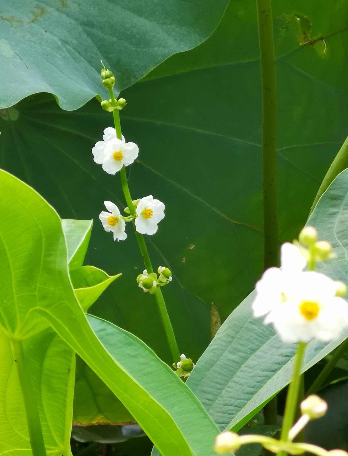 象征着纯洁幸福的白色精灵茨菰却有补中益气防癌抗癌的功效