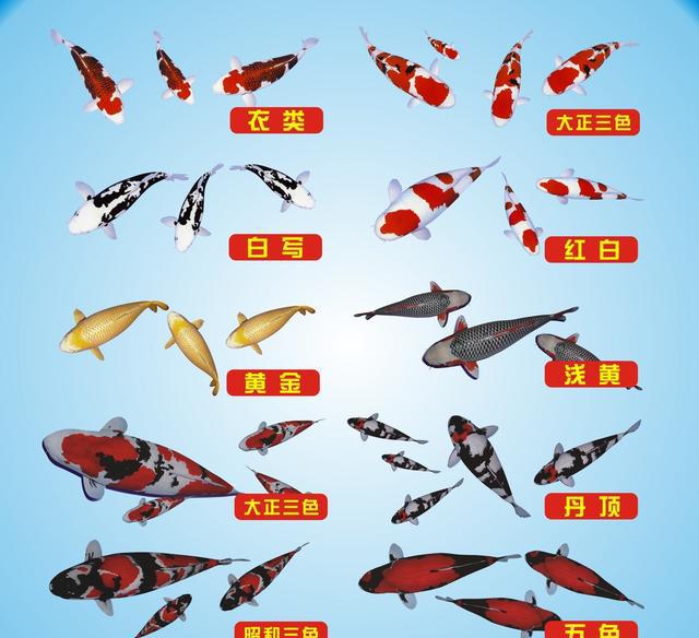 黑金|锦鲤|养鱼_新浪网