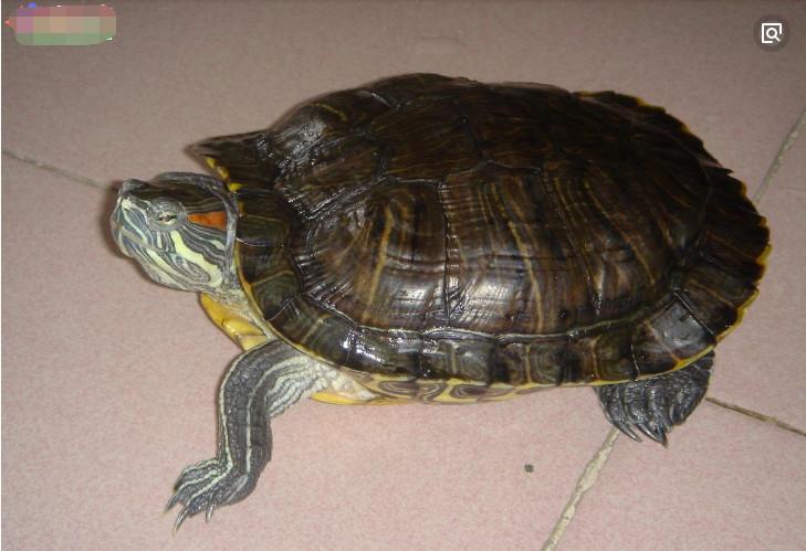 成龟所需的养殖箱要大得多, 以便它们有足够的活动空间