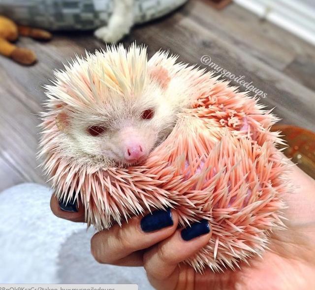无良主人把刺猬染成粉红色,玩腻后又急于脱手抛掉