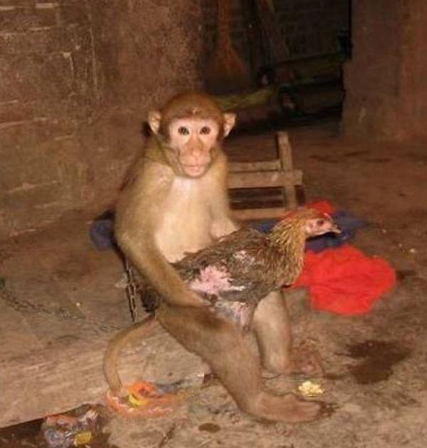 猴子抱鸡爆红网络得知真相后众人却哽咽了