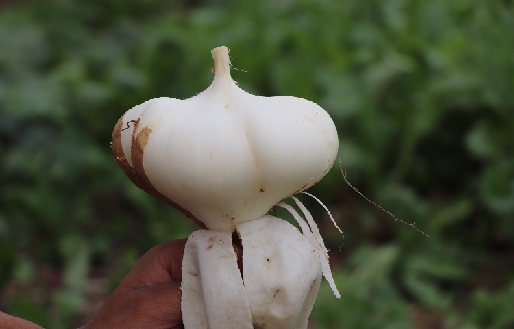 南方古怪水果,对人畜都有剧毒,农民却当它"发财果"亩产万斤