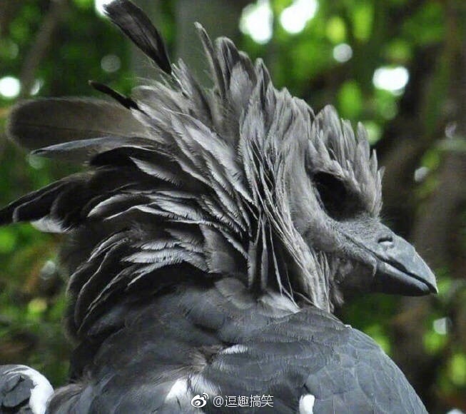 角雕…拥有这世界上最帅的侧颜…………和最蠢的正颜……_新浪看点