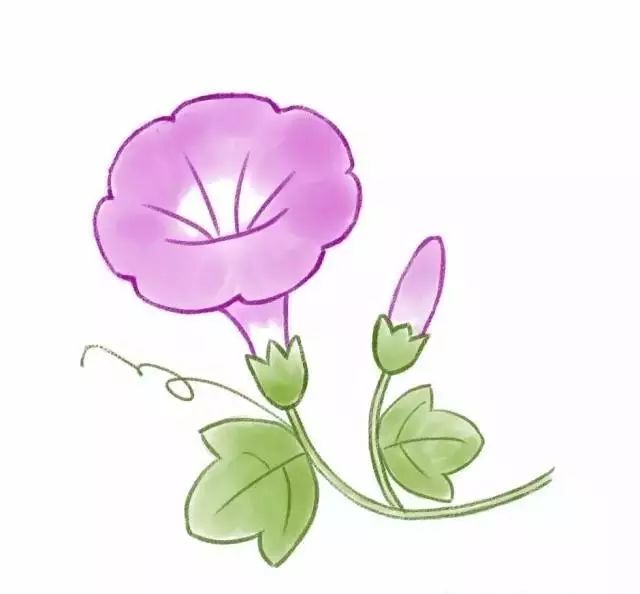 绘画教程牵牛花简笔画教程
