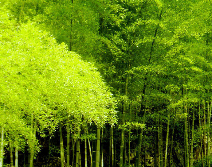 绿竹入幽径,青萝拂行衣。---李白|幽径|绿竹|李白_新浪新闻