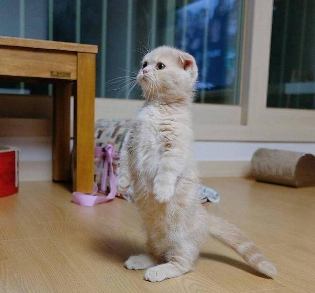 喜欢站立的折耳猫。原因让人心疼