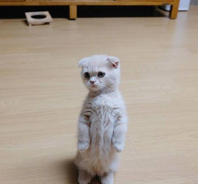 喜欢站立的折耳猫原因让人心疼
