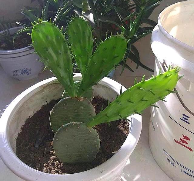 扦插仙人掌要用对方法小花匠告诉你方法生根快插一棵活一棵