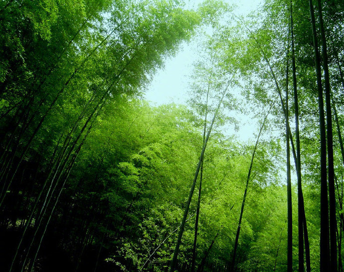绿竹入幽径,青萝拂行衣。---李白|幽径|绿竹|李白_新浪新闻