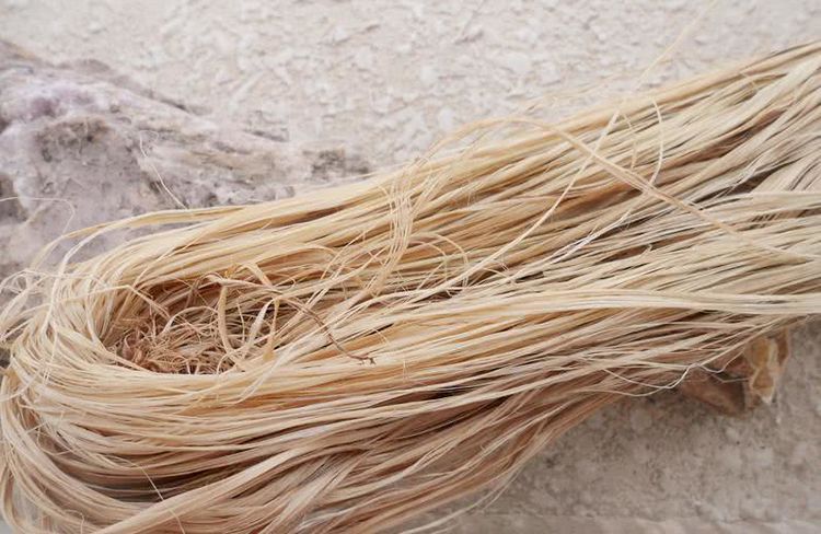 苎麻|茎皮|草鞋_新浪新闻