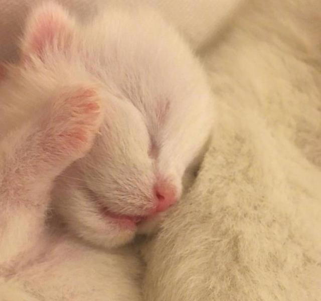 好想养一只萌萌的小奶猫啊可是你知道怎么养吗