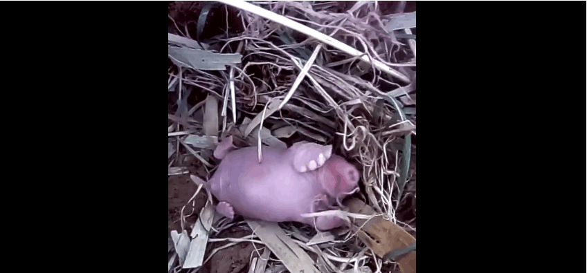 一般人对鼹鼠的记忆估计就是《黑猫警长》里面鼹鼠宝宝了,从来没想过