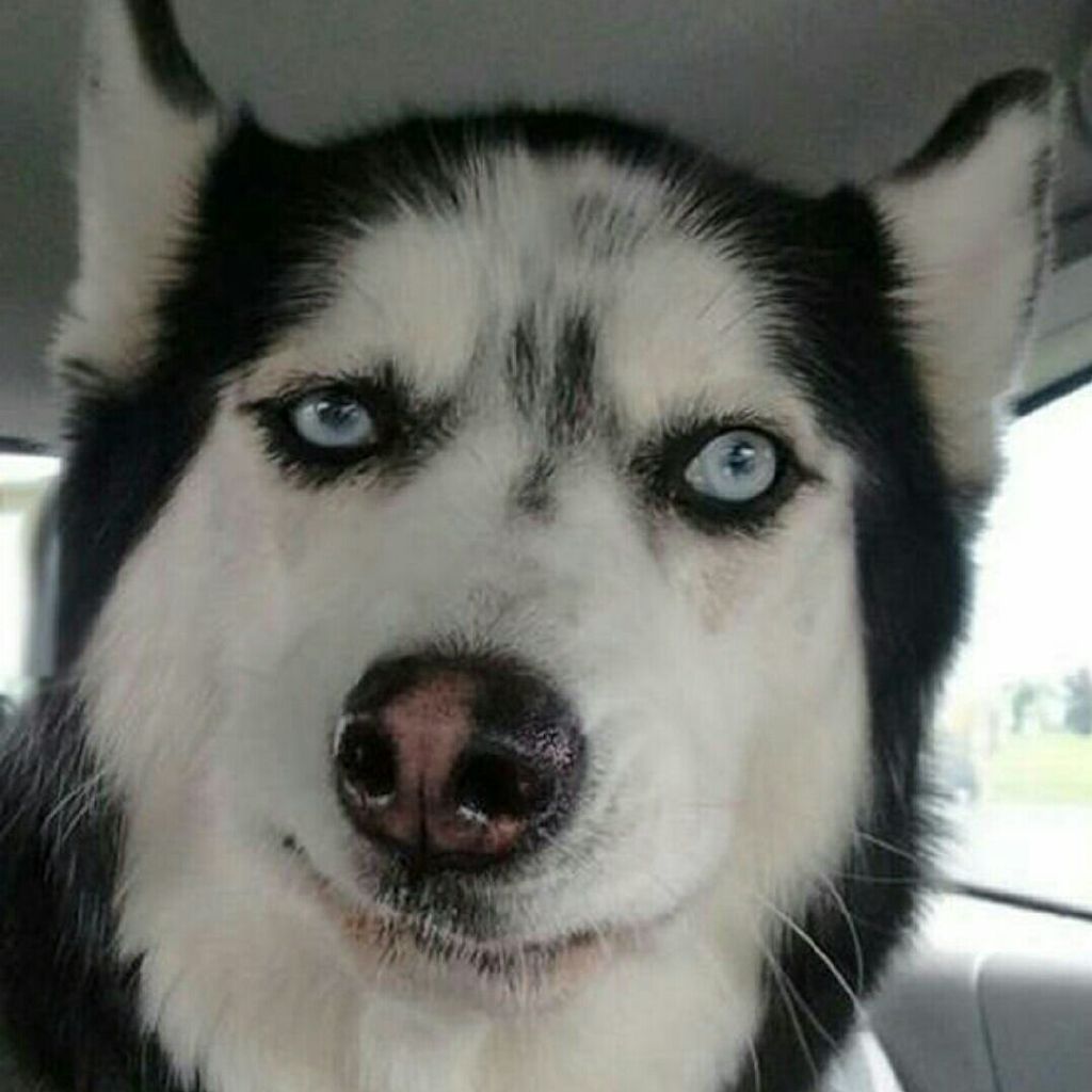 二哈溜进教室偷听讲课,最后老师忍不住了,还拿起手机拍照!