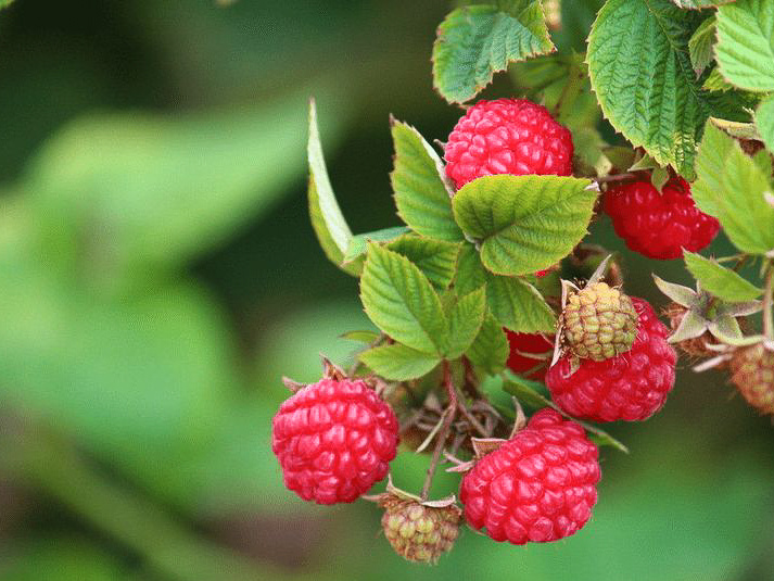 这是一个长满野山莓的春天只要你用心其实春天也是一个收获的季节