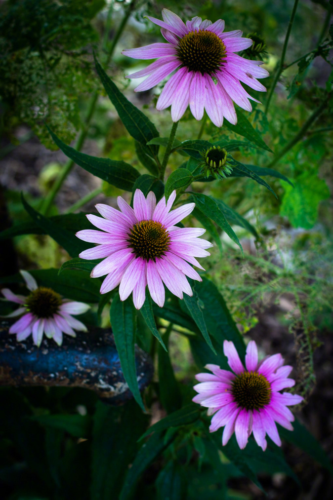 我们羡慕白云的飘逸,我们可曾体会乌云的沉重;我们欣赏花儿的笑容