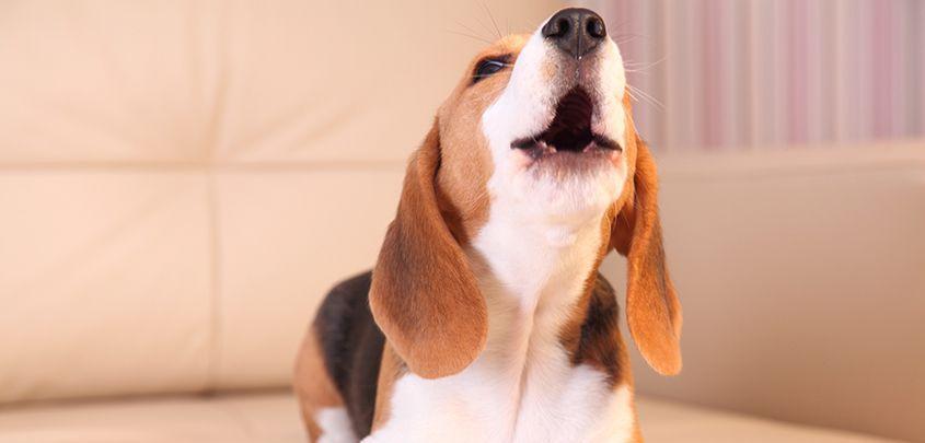 狗狗为什么会对着空气叫? 是超自然现象还是另有原因?