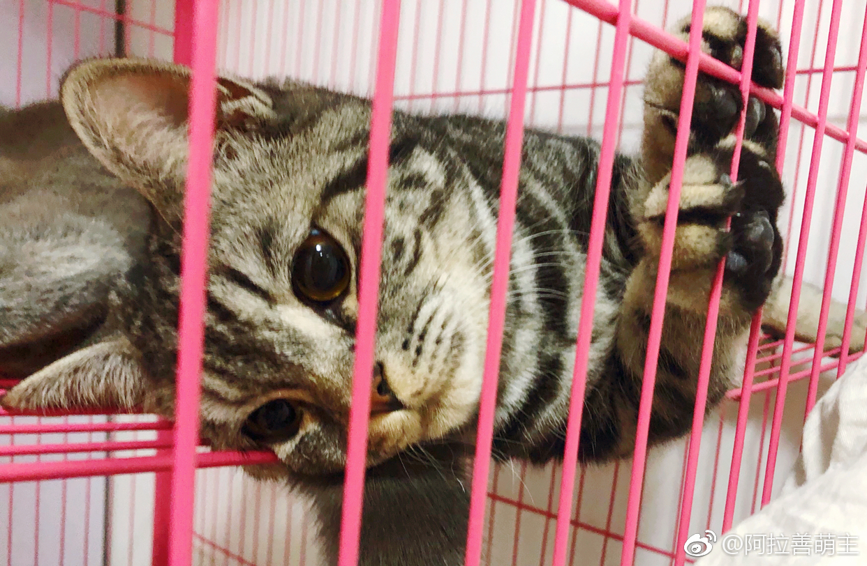 五月猫调皮被笼子实力上演铁窗泪