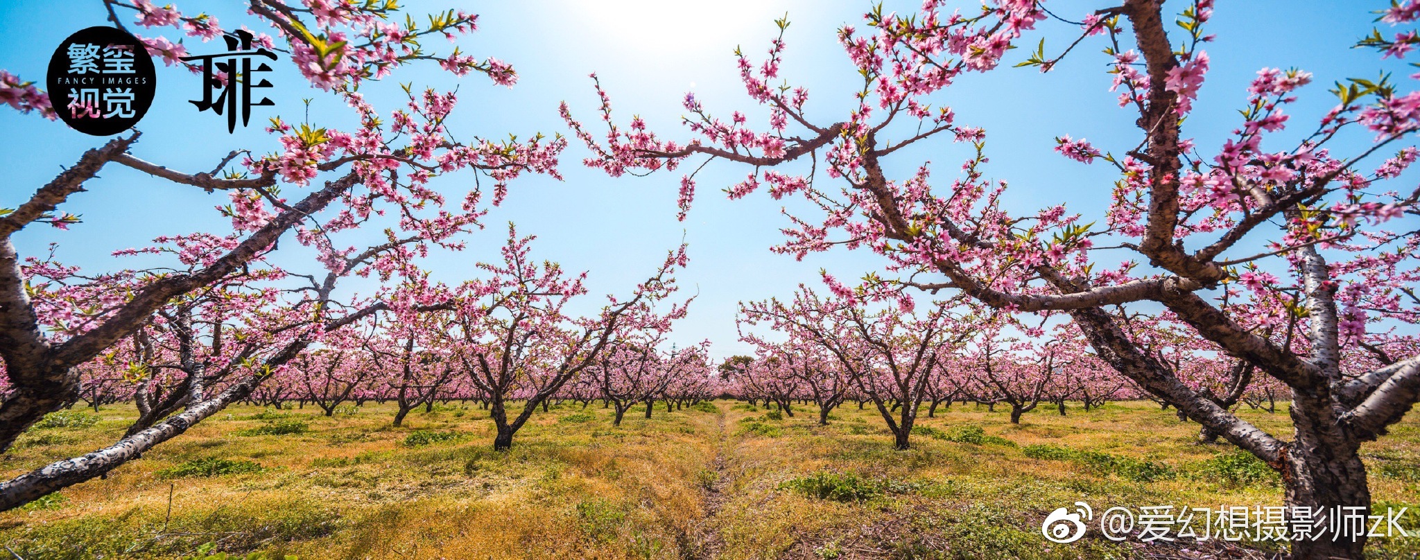 三生三世十里桃花通安镇北窑村桃花园