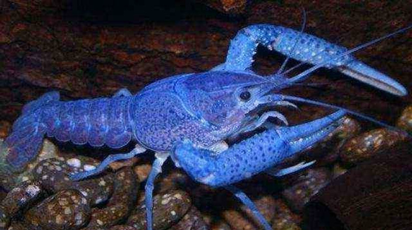 世上最罕见的4大变异动物,图1美得不可方物,图4全球仅此一只