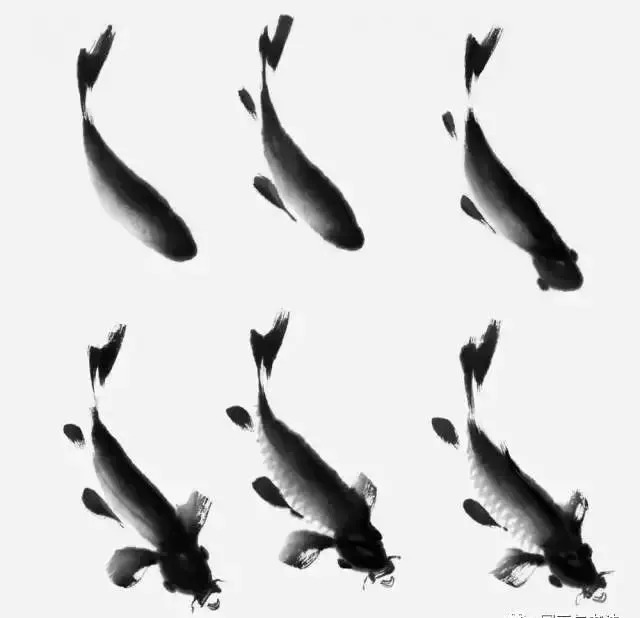 书画大课堂:写意鲤鱼的画法,简单易学