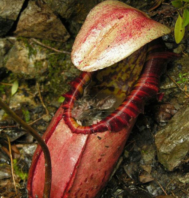 吃老鼠的猪笼草还是第一次听说