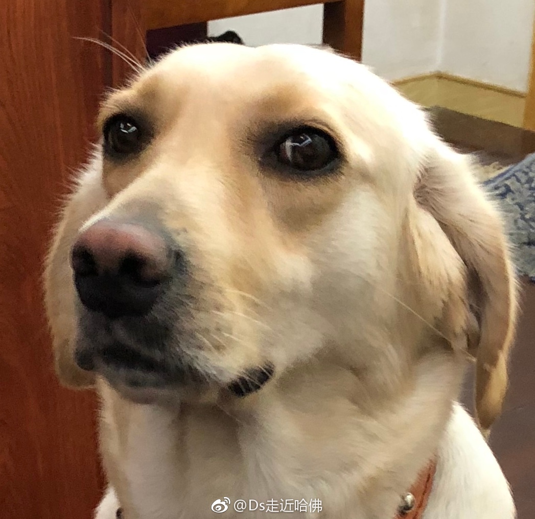 宝丫头大头表情包来一个,萌的人酥麻麻的|丫头|麻麻|表情包_新浪新闻