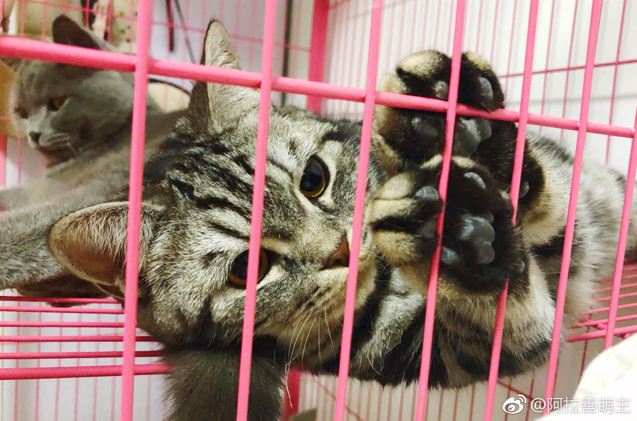五月猫调皮被笼子实力上演铁窗泪