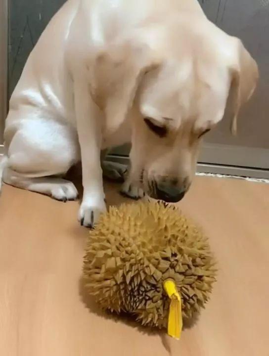 买只榴莲回家狗狗的反应亮了,闻闻屁股:不是我放屁啊