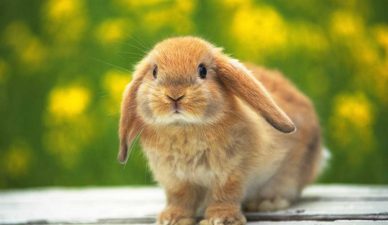 小兔兔的萌图送上呼吁大家爱护小兔兔