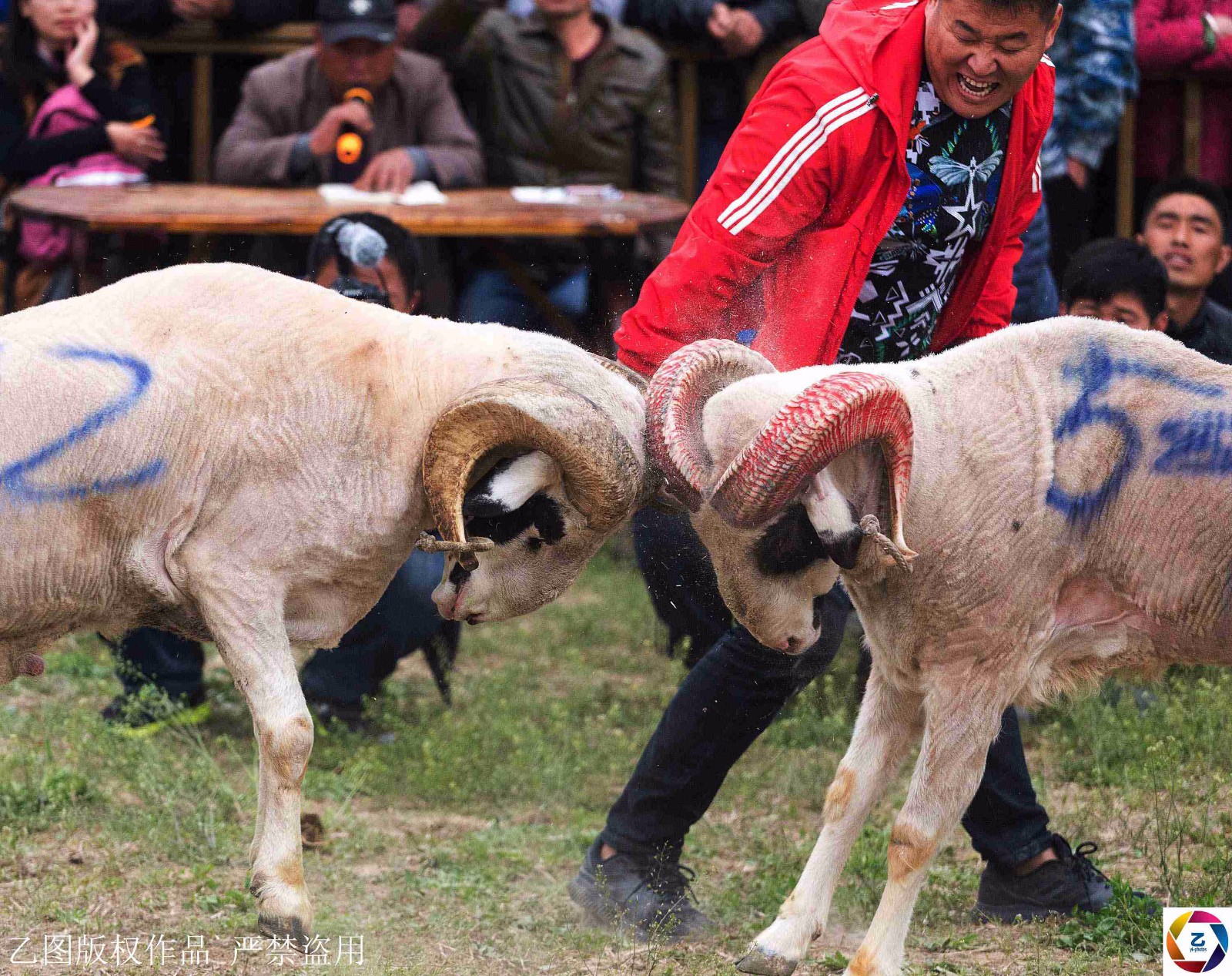 壮汉每天骑羊溜达,壮观的斗羊背后是主人强烈的好胜心