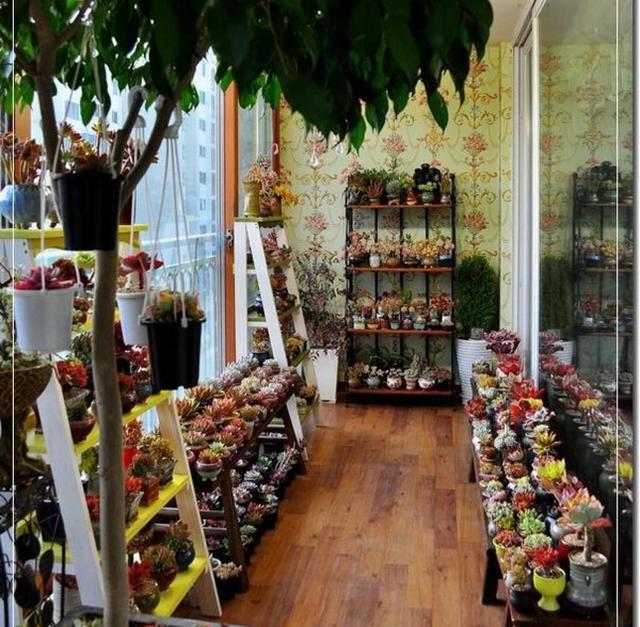 种植多肉的阳光房用什么材质?告诉你!多肉必须晒太阳!