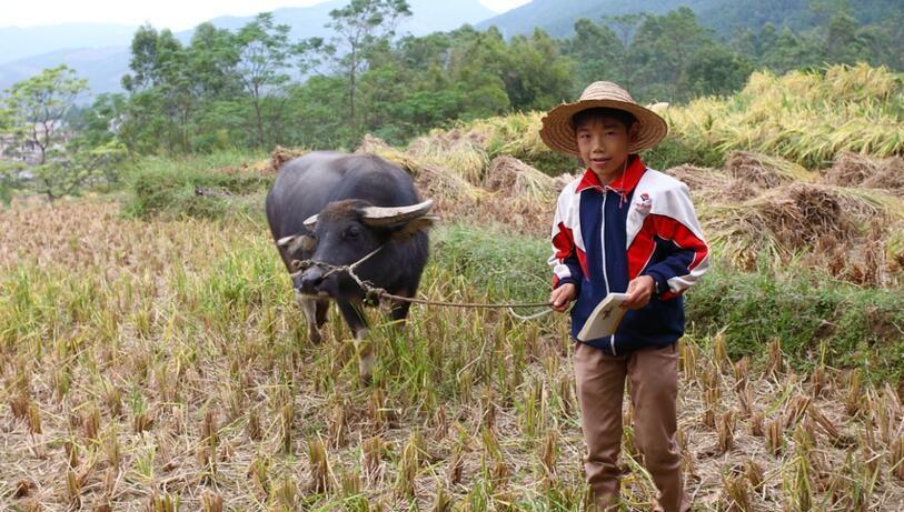 这个孩子正在放牛.