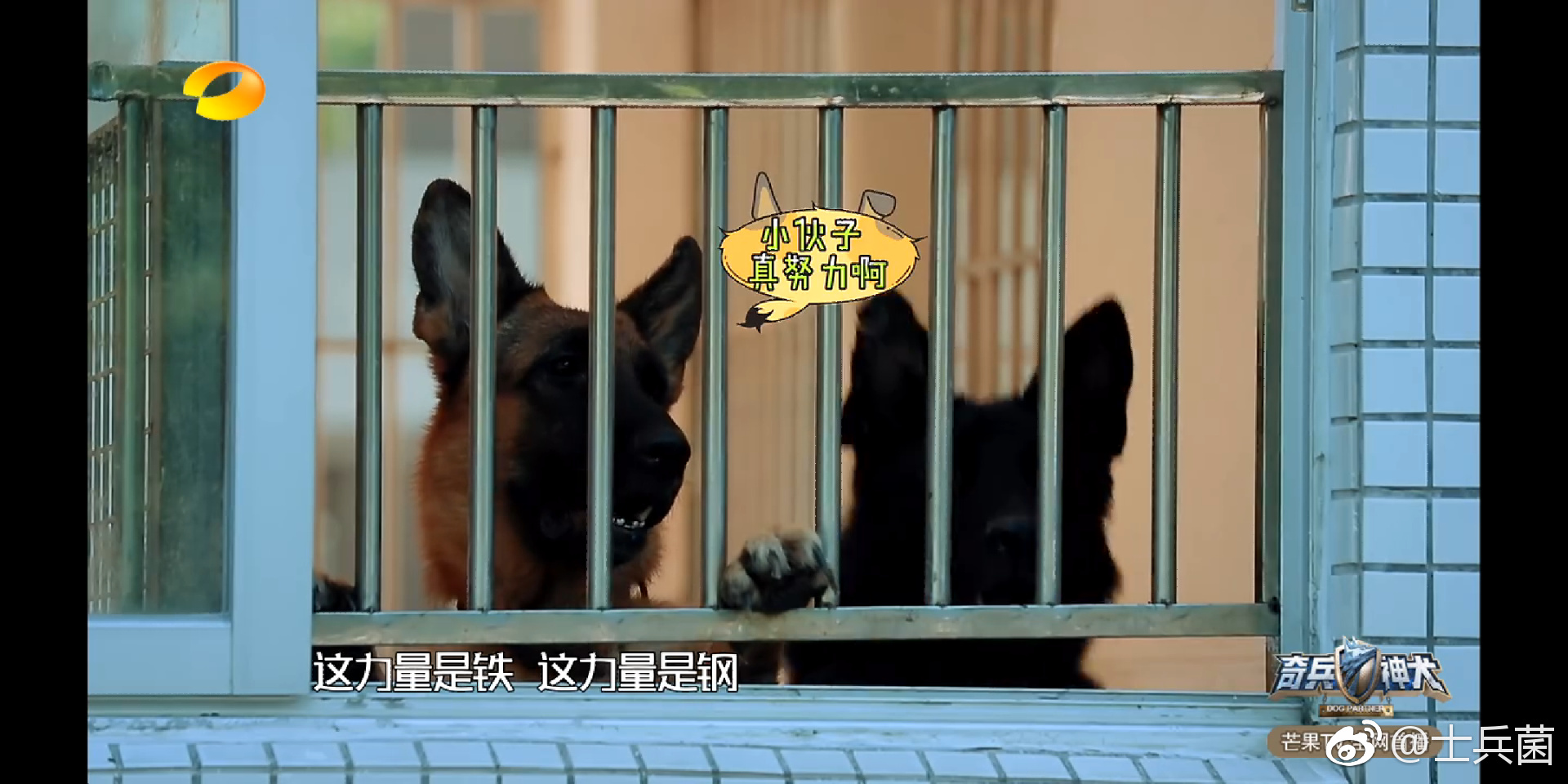 神犬奇兵第一集何教官挺帅的