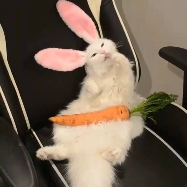 主人给猫带上兔子耳朵当猫抬起头那刻主人看呆了真的好可爱